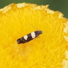 Glyphipterix chrysoplanetis (A Sedge Moth) at Rendezvous Creek, ACT - 26 Mar 2023 by RAllen