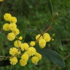 Acacia pycnantha (Golden Wattle) at Cornishtown, VIC - 27 Aug 2023 by Darcy