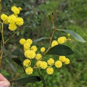 Acacia pycnantha at Cornishtown, VIC - 27 Aug 2023 11:57 AM