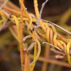 Cassytha pubescens (Devil's Twine) at Caladenia Forest, O'Connor - 27 Aug 2023 by ConBoekel