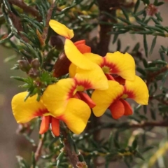 Dillwynia phylicoides (A Parrot-pea) at Caladenia Forest, O'Connor - 27 Aug 2023 by ConBoekel