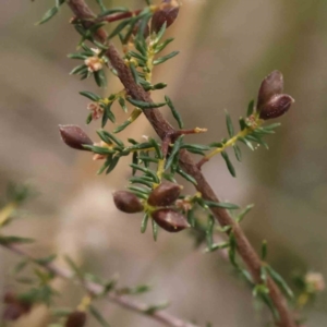 Dillwynia phylicoides at O'Connor, ACT - 27 Aug 2023