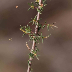 Dillwynia phylicoides at O'Connor, ACT - 27 Aug 2023