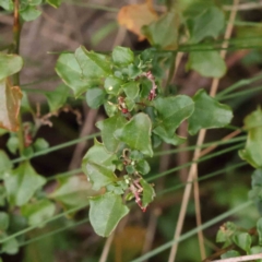 Einadia hastata (Berry Saltbush) at O'Connor, ACT - 27 Aug 2023 by ConBoekel