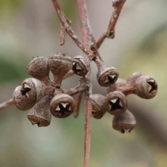 Eucalyptus rossii (Inland Scribbly Gum) at Caladenia Forest, O'Connor - 27 Aug 2023 by ConBoekel