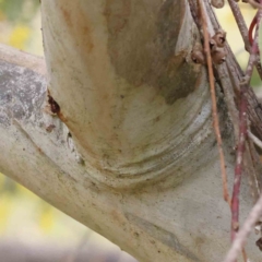 Eucalyptus rossii at O'Connor, ACT - 27 Aug 2023