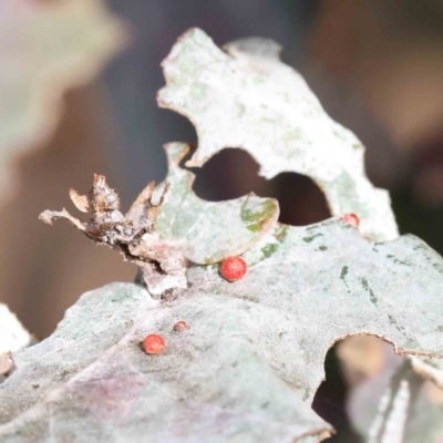 Ophelimus maskellii (Eucalyptus Gall Wasp) at Caladenia Forest, O'Connor - 27 Aug 2023 by ConBoekel