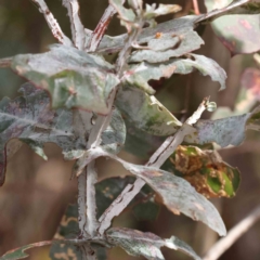 Eucalyptus bicostata (Southern Blue Gum, Eurabbie) at O'Connor, ACT - 27 Aug 2023 by ConBoekel