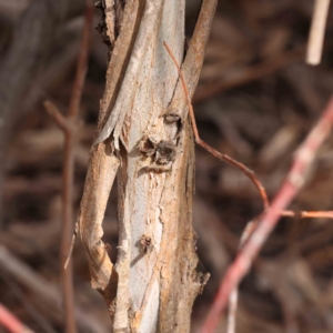 Eucalyptus globulus subsp. bicostata at O'Connor, ACT - 27 Aug 2023