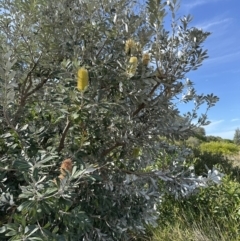 Banksia integrifolia subsp. integrifolia (Coast Banksia) at Culburra Beach - Lake Wollumboola Bushcare - 28 Aug 2023 by lbradleyKV