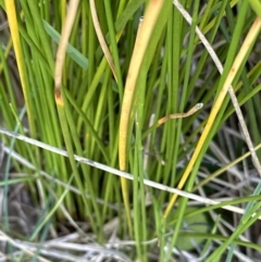 Ficinia nodosa (Knobby Club-rush) at Culburra Beach, NSW - 28 Aug 2023 by lbradley