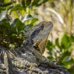 Intellagama lesueurii lesueurii (Eastern Water Dragon) at Angourie, NSW - 25 Aug 2023 by trevsci