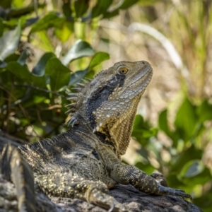 Intellagama lesueurii lesueurii (Eastern Water Dragon) at Angourie, NSW by trevsci