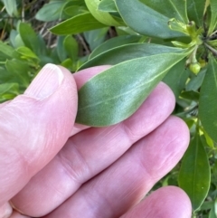 Myoporum boninense subsp. australe (Boobialla) at Culburra Beach, NSW - 28 Aug 2023 by lbradleyKV