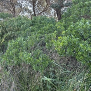 Myoporum boninense subsp. australe at Culburra Beach, NSW - 28 Aug 2023 01:40 PM