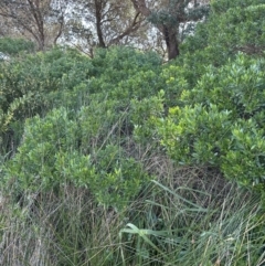 Myoporum boninense subsp. australe at Culburra Beach, NSW - 28 Aug 2023