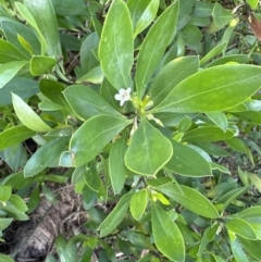 Myoporum boninense subsp. australe at Culburra Beach, NSW - 28 Aug 2023