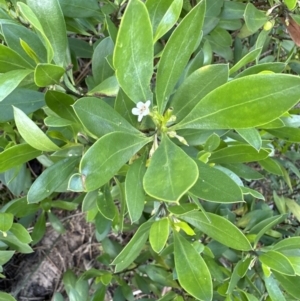 Myoporum boninense subsp. australe at Culburra Beach, NSW - 28 Aug 2023