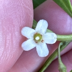 Myoporum boninense subsp. australe at Culburra Beach, NSW - 28 Aug 2023