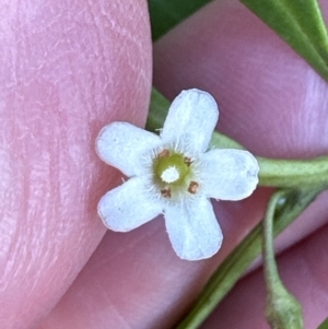 Myoporum boninense subsp. australe at Culburra Beach, NSW - 28 Aug 2023