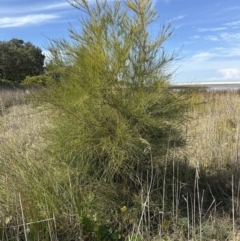 Casuarina glauca at Culburra Beach, NSW - 28 Aug 2023