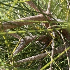 Casuarina glauca at Culburra Beach, NSW - 28 Aug 2023