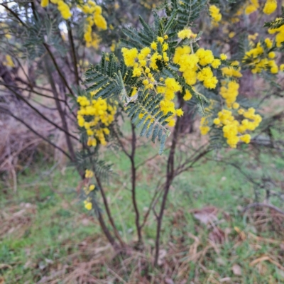 Acacia baileyana x Acacia dealbata (Cootamundra Wattle x Silver Wattle (Hybrid)) at Mount Majura - 27 Aug 2023 by abread111