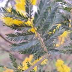 Acacia baileyana x Acacia dealbata at Watson, ACT - 28 Aug 2023