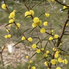 Acacia siculiformis (Dagger Wattle) at Hughes Garran Woodland - 27 Aug 2023 by Tapirlord