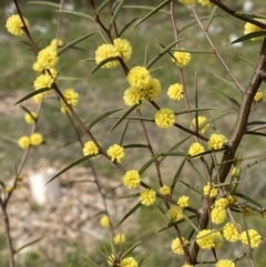 Acacia siculiformis (Dagger Wattle) at Red Hill to Yarralumla Creek - 27 Aug 2023 by Tapirlord