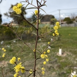 Acacia siculiformis at Garran, ACT - 27 Aug 2023