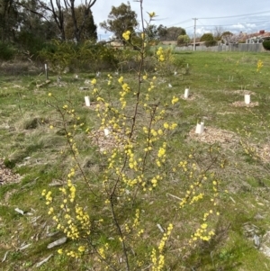 Acacia siculiformis at Garran, ACT - 27 Aug 2023
