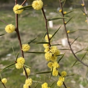 Acacia siculiformis at Garran, ACT - 27 Aug 2023