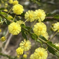 Acacia paradoxa (Kangaroo Thorn) at Red Hill to Yarralumla Creek - 27 Aug 2023 by Tapirlord