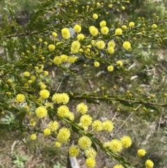 Acacia paradoxa at Garran, ACT - 27 Aug 2023