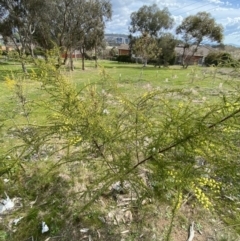 Acacia paradoxa at Garran, ACT - 27 Aug 2023