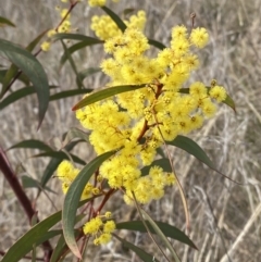 Acacia rubida (Red-stemmed Wattle, Red-leaved Wattle) at Hughes Garran Woodland - 27 Aug 2023 by Tapirlord