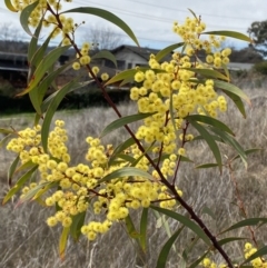 Acacia rubida at Hughes, ACT - 27 Aug 2023