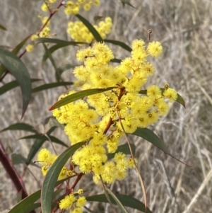 Acacia rubida at Hughes, ACT - 27 Aug 2023