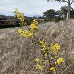 Acacia rubida at Hughes, ACT - 27 Aug 2023