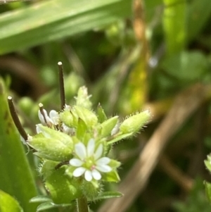 Stellaria media at Hughes, ACT - 27 Aug 2023