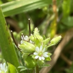 Stellaria media at Hughes, ACT - 27 Aug 2023