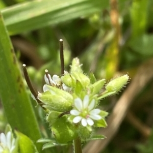 Stellaria media at Hughes, ACT - 27 Aug 2023 12:39 PM