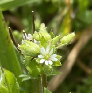 Stellaria media at Hughes, ACT - 27 Aug 2023 12:39 PM