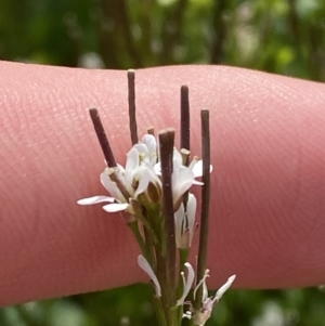 Cardamine hirsuta at Hughes, ACT - 27 Aug 2023