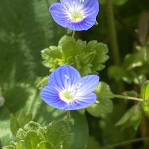 Veronica persica at Hughes, ACT - 27 Aug 2023 12:38 PM