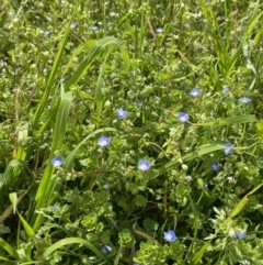 Veronica persica at Hughes, ACT - 27 Aug 2023 12:38 PM