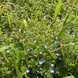 Veronica persica at Hughes, ACT - 27 Aug 2023 12:38 PM