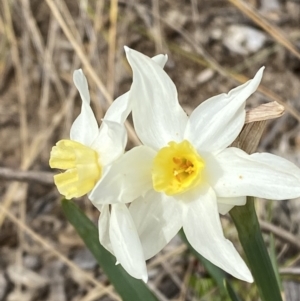 Narcissus tazetta at Garran, ACT - 27 Aug 2023 12:34 PM