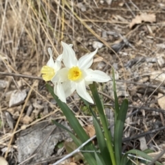 Narcissus tazetta at Garran, ACT - 27 Aug 2023